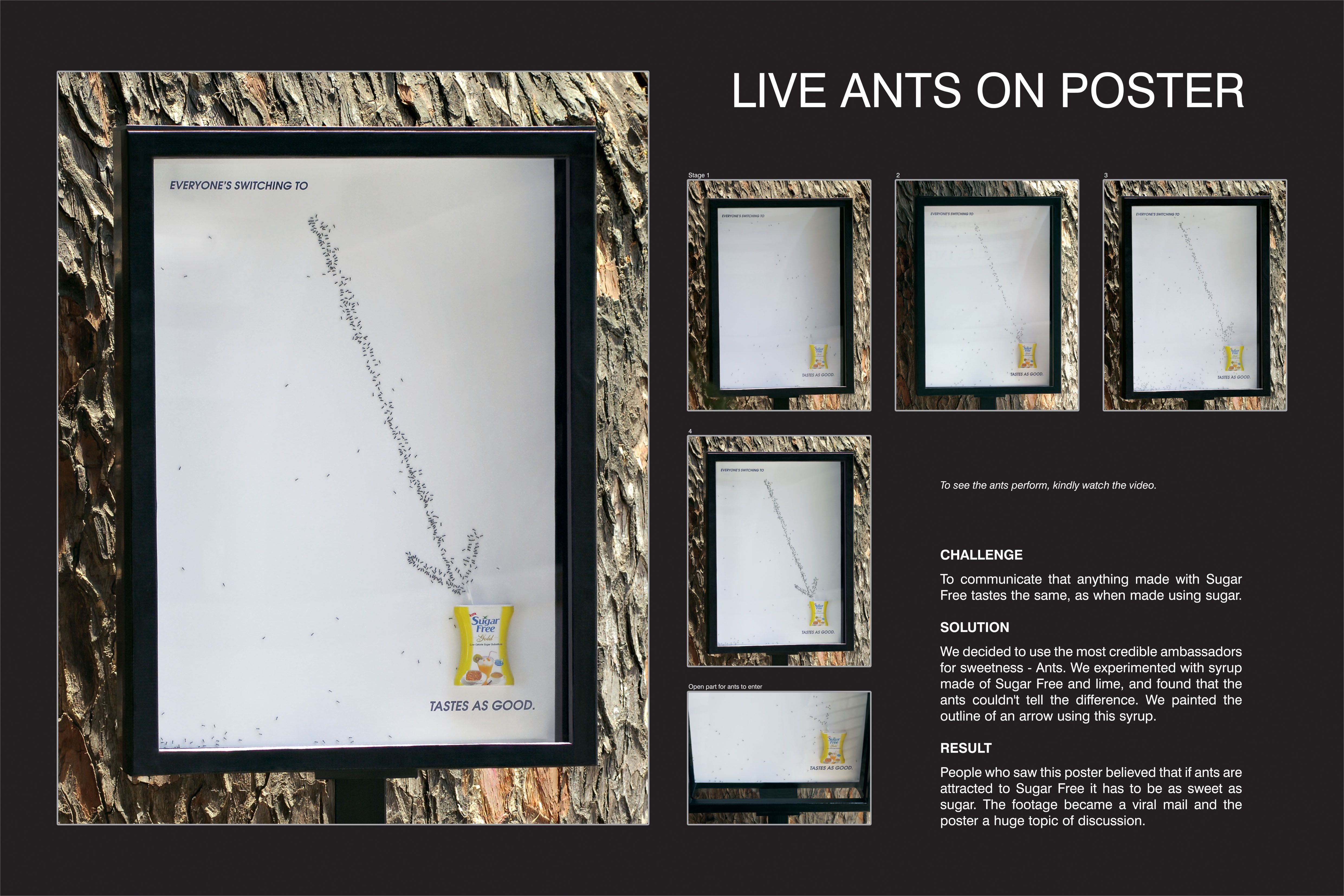 LIVE ANTS ON POSTER