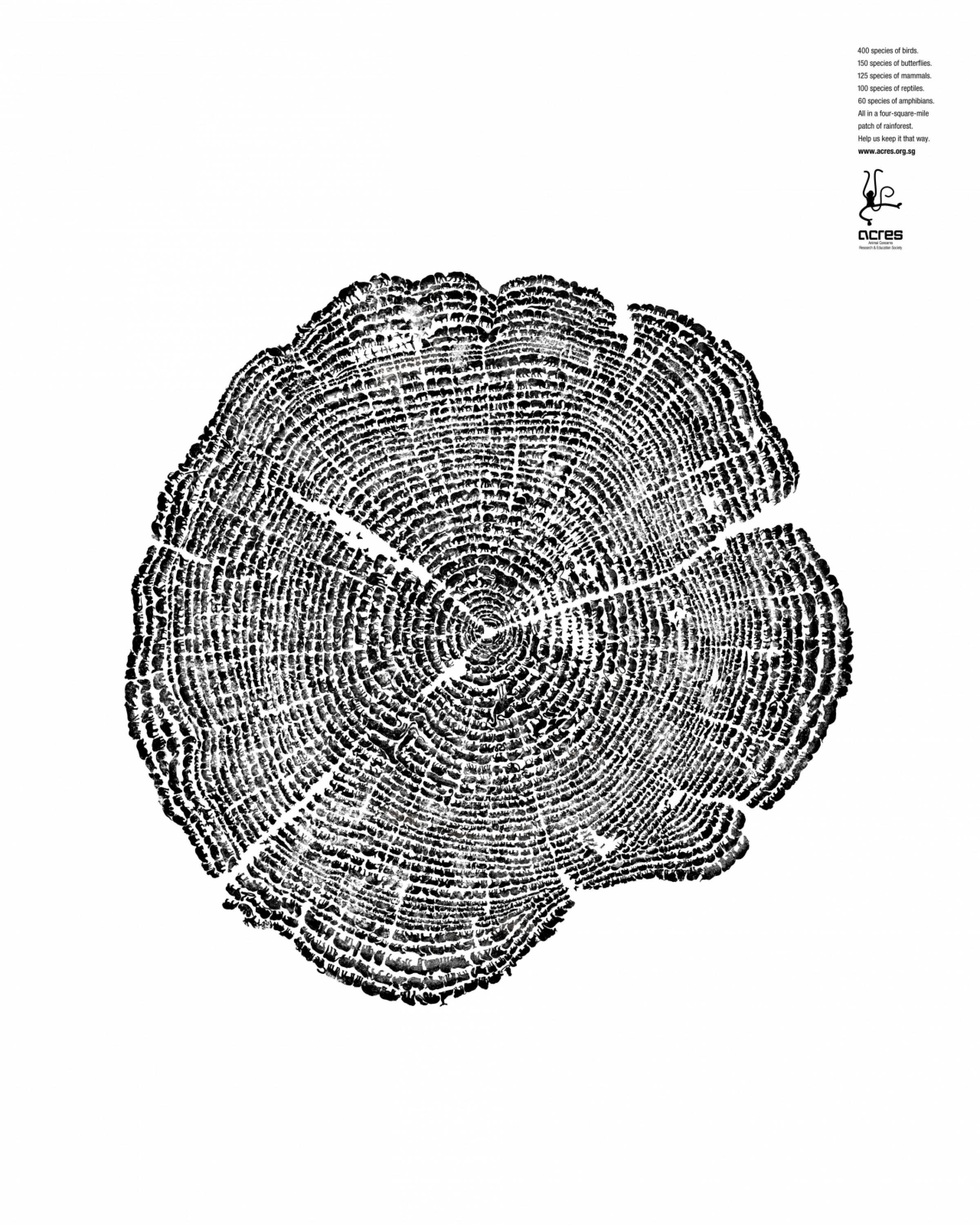 TREE RINGS